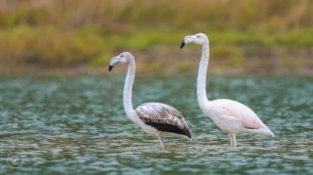 07 foto ZoranVidrih (3)